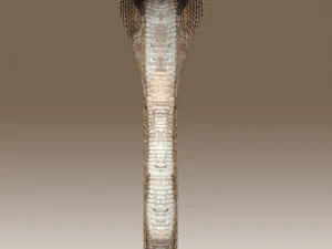 Установка &laquo;Королевская кобра&raquo; 3D Модель