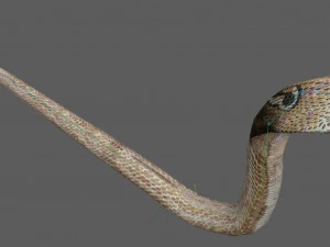 Установка &laquo;Королевская кобра&raquo; 3D Модель