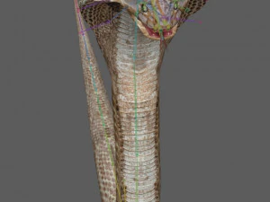 Установка &laquo;Королевская кобра&raquo; 3D Модель