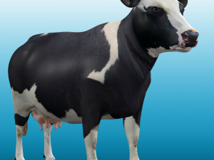 Cow Low poly Rig 3D 模型