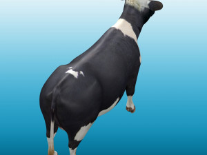 Cow Low poly Rig 3D 模型