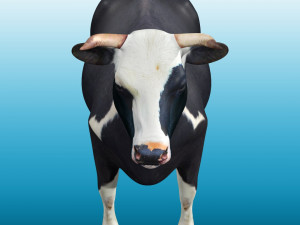 Cow Low poly Rig 3D 模型