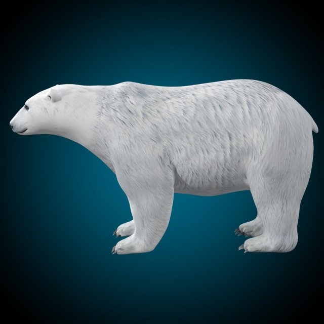 Polar Bear Rig 3D Model .c4d .max .obj .3ds .fbx .stl .blend 