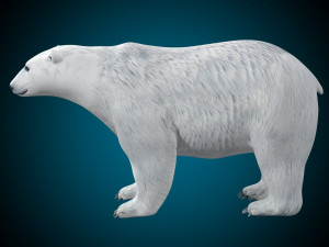 Polar Bear Rig Model 3D