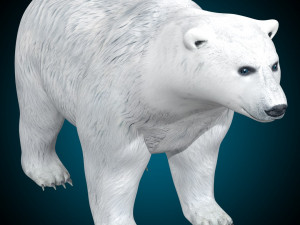 Polar Bear Rig 3D Model