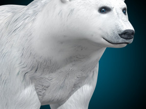 Polar Bear Rig 3D Model