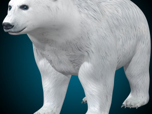 Polar Bear Rig 3D Model