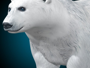 Polar Bear Rig 3D Model