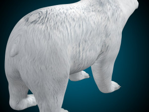 Polar Bear Rig 3D Model