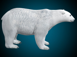 Polar Bear Rig 3D Model