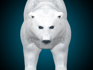 Polar Bear Rig 3D Model