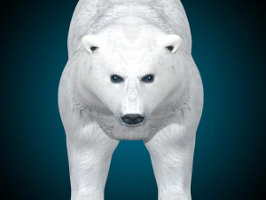 Kutup Ayısı Te&ccedil;hizatı 3D Model