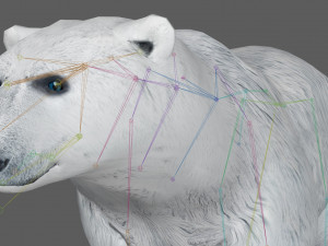 Polar Bear Rig 3D Model