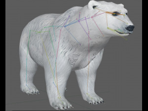 Polar Bear Rig 3D Model