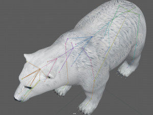 Polar Bear Rig 3D Model