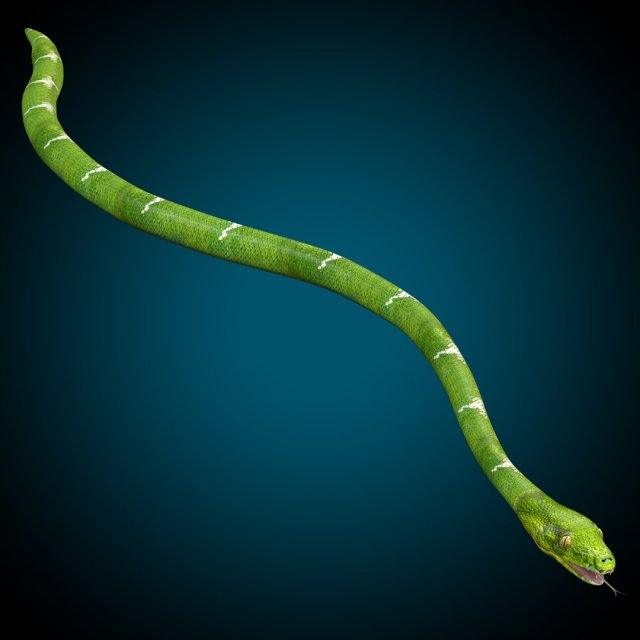 Snake Low poly Rig 3D Модель .c4d .max .obj .3ds .fbx .stl .blend 