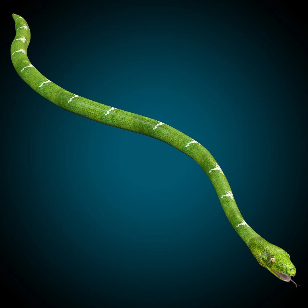 Snake Low poly Rig 3D Model .c4d .max .obj .3ds .fbx .stl .blend