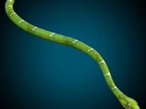 Snake Low poly Rig Model 3D