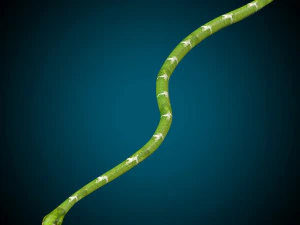 Snake Low poly Rig 3D Model