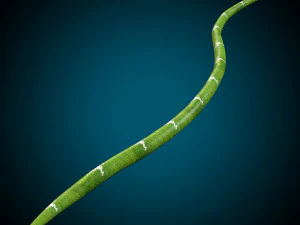 Snake Low poly Rig 3D Model