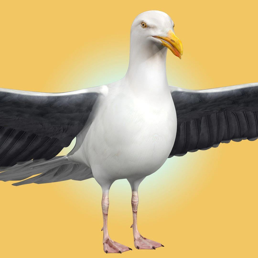 Seagull Rigged 3D Model .c4d .max .obj .3ds .fbx .stl .blend 