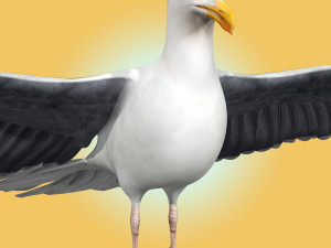 Seagull Rigged Model 3D