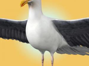 Seagull Rigged 3D Model