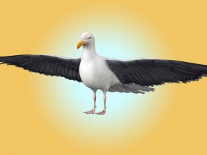 Seagull Rigged Modello 3D