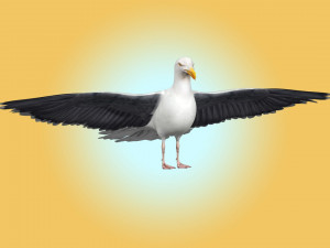 Seagull Rigged Modello 3D