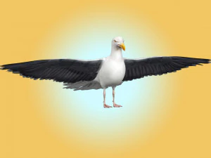 Seagull Rigged 3D Model