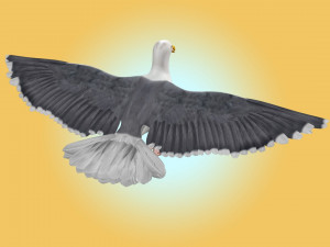 Seagull Rigged Modello 3D
