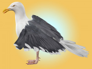 Seagull Rigged Modello 3D
