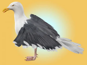 Seagull Rigged 3D Model