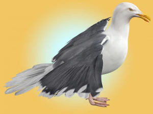 Seagull Rigged 3D Model