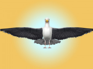 Seagull Rigged Modello 3D