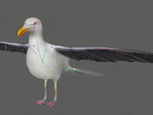 Seagull Rigged 3D Model