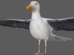 Seagull Rigged Modello 3D