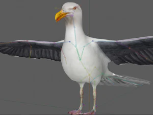 Seagull Rigged 3D Model