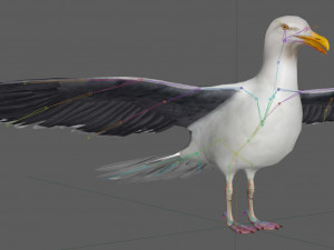 Seagull Rigged Modello 3D