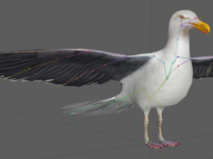 Seagull Rigged 3D Model