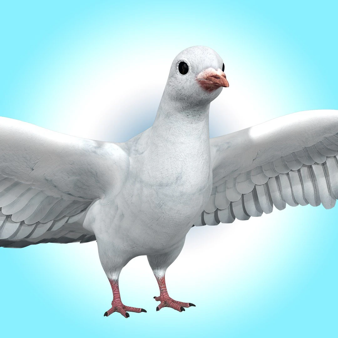 Dove White Pigeon 3D Model .c4d .max .obj .3ds .fbx .stl .blend 