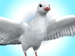 Dove White Pigeon Model 3D