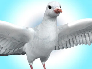 paloma paloma blanca Modelo 3D