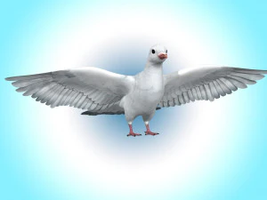 Dove White Pigeon 3D Model