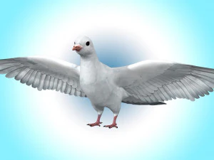 Dove White Pigeon 3D Model