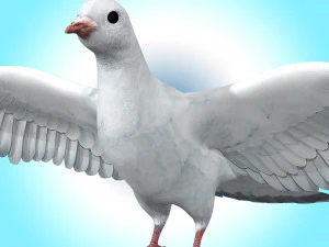 Dove White Pigeon 3D Model