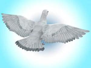 Dove White Pigeon 3D Model
