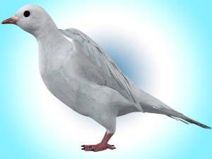 Dove White Pigeon Modelo 3D
