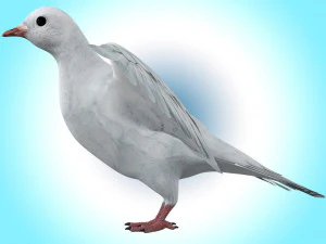 Dove White Pigeon 3D Model