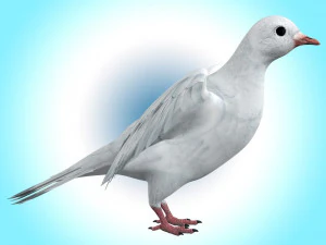 Dove White Pigeon 3D Model